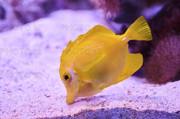 Yellow tang (Zebrasoma flavescens) in a aquarium, captive, Germany, Europe