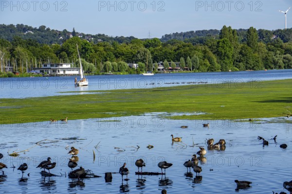Waterweed, Elodea, an invasive species, green carpet of plants on Lake Baldeney in Essen, the