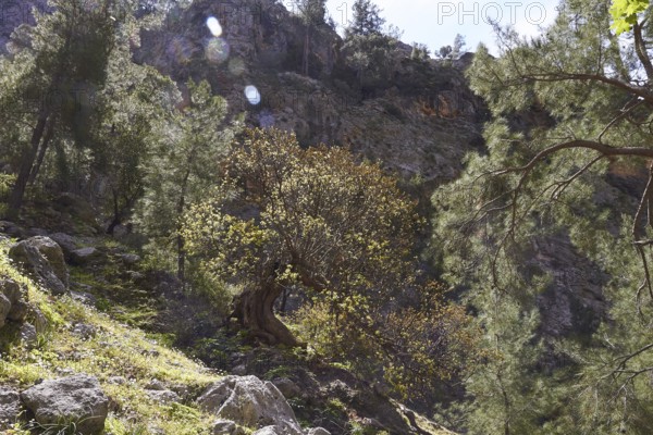 A light-flooded forest in a mountainous landscape with old trees and large stones, Agia Irini