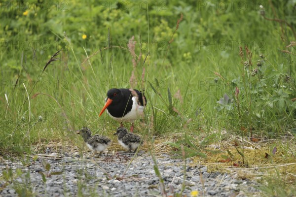 Oystercatcher (Haematopus ostralegus) with a few days old chicks, Lofoten, Norway, Scandinavia,