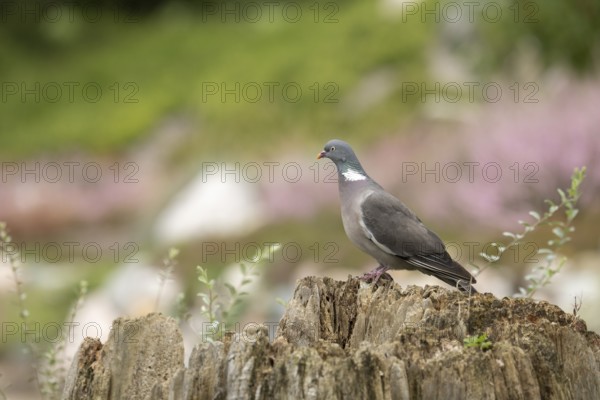 Common wood pigeon (Columba palumbus), sitting on a dilapidated tree stump with a few upright green