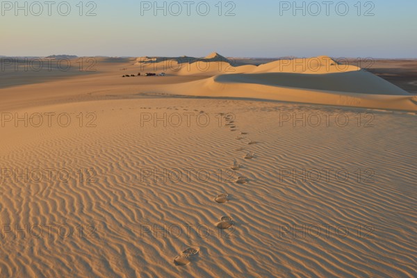 Footprints lead through a vast desert landscape with undulating sand dunes at sunset, Matruh, Great