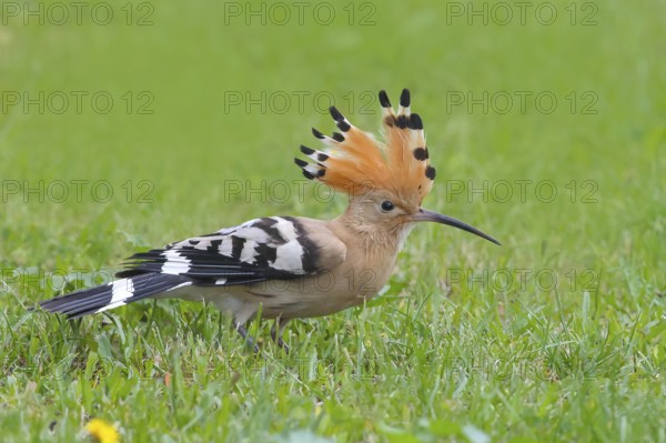Hoopoe (Upupa epops) standing in the grass, with crest up, wildlife, animals, birds, migratory