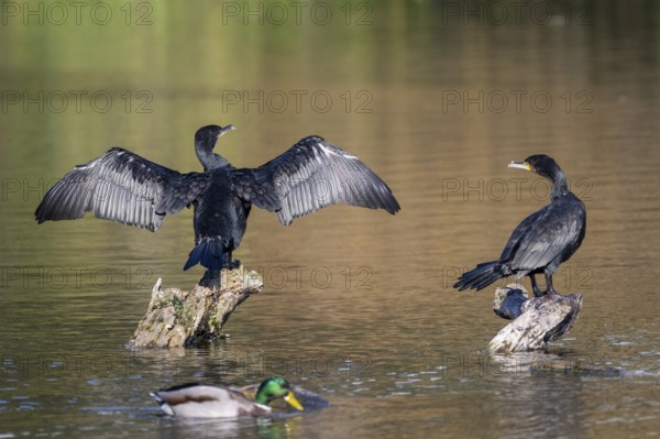 Cormorant (Phalacocorax carbo), sitting on a rock with outstretched wings, Lower Austria, Austria,