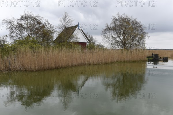 Small house in the reeds of the Darßer Bodden, Saaler Bodden, Mecklenburg-Vorpommern, Germany,