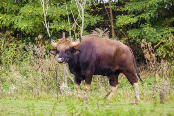 A male Gaur (Bos gaurus gaurus) stands on a green meadow
