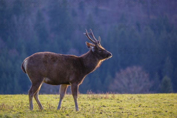 A Sambar stag (Rusa unicolor), stands on a meadow in first morning light