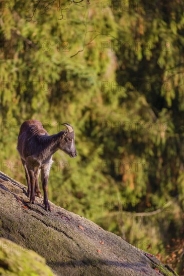 A female Himalayan tahr (Hemitragus jemlahicus) stands on a steep rocky slope. In the background is