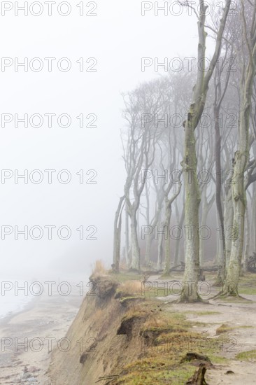 Beech trees in mist, shaped by strong winds, at Ghost Wood, Gespensterwald along the Baltic Sea