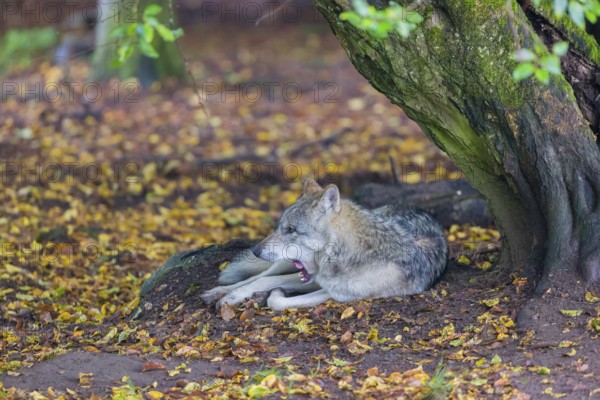 One adult male eurasian gray wolf (Canis lupus lupus) resting in front of an old split tree at a