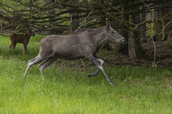 One adult female moose or elk, Alces alces, running, chasing away a male moose to protect her two