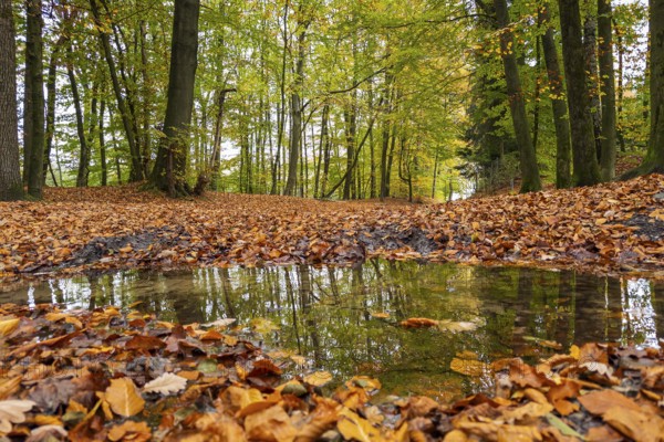Autumn in the forest, nature, walk, puddle, wet, weather, season, foliage, Germany, Europe