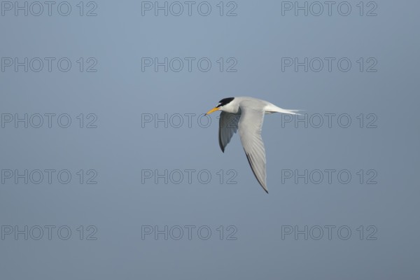 Little tern (Sternula albifrons) adult bird in flight in the summer, England, United Kingdom,