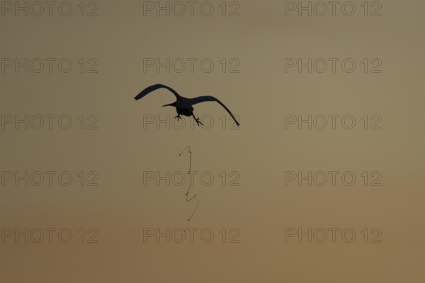 Little egret (Egretta garzetta) silhouette of an adult bird defecating or pooing in flight at