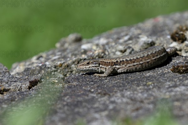 Wall lizard (Podarcis muralis), European wall lizard, in a vineyard, portrait, reptiles, animals,