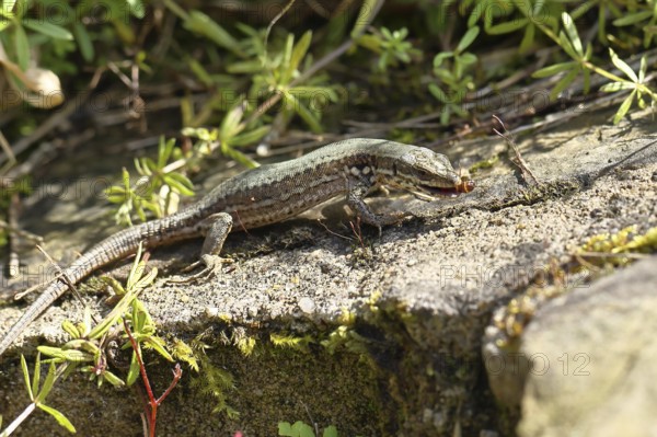 Wall lizard (Podarcis muralis), European wall lizard, in a vineyard, eating an ant, reptiles,