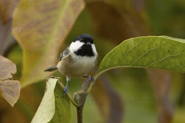 Coal tit (Periparus ater) adult bird on a garden Magnolia tree with autumn coloured leaves,