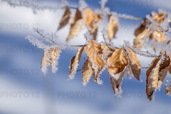 Close-up of frozen leaves with hoarfrost on branches against a blue background, Münsterland, North