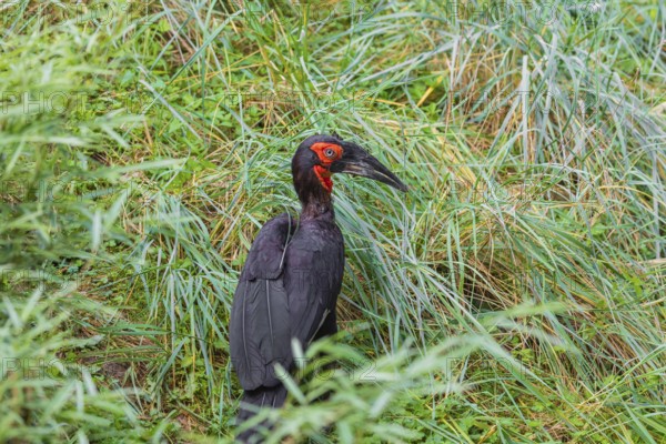 A southern ground hornbill, Bucorvus leadbeate, searches for food in tall grass