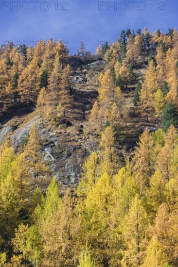 Fall foliage seen from the Malta Hochalm road. Carithia, Austria, Europe