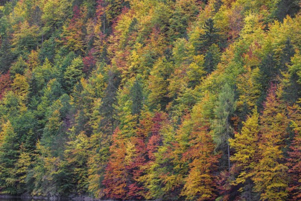 Lake Toplitz, forest in full autumn colors, Austria, Europe