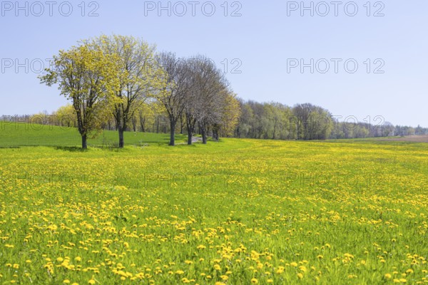 Field path through flowering meadows in spring, near Liebstadt, Saxony, Germany, Europe