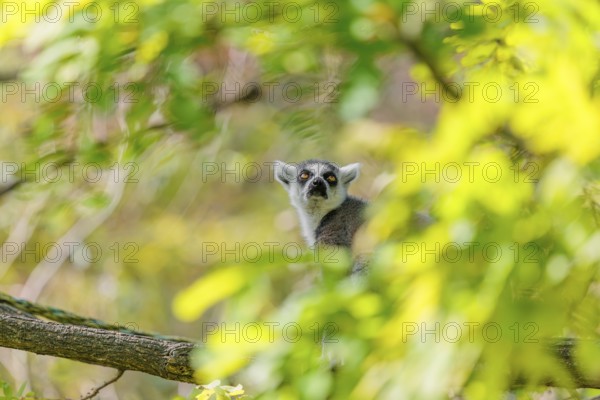 A ring-tailed lemur (Lemur catta) sits high up in a tree on a branch between fresh green leaves