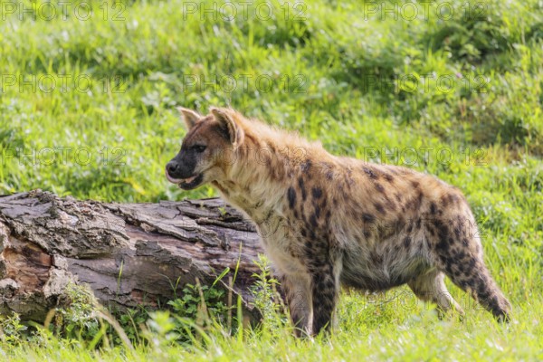 An adult Spotted Hyena (Crocuta crocuta) or Laughing Hyena runs next to a rotten log across a