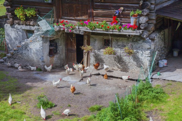 Chicken in the yard. Historical centre, Chiavenna, Valtellina, Lombardy, Italy, Europe
