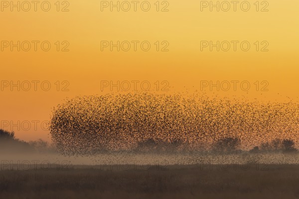 European starling murmuration, large flock of common starlings (Sturnus vulgaris) flying and