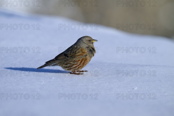 Alpine accentor (Prunella collaris), standing on a snowy surface on a cold day, Gemmi Pass,