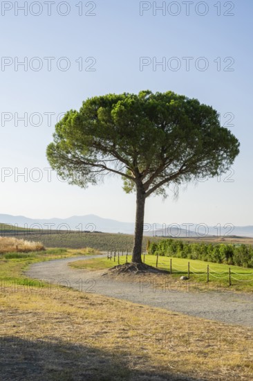 Single tree (Scots Pine) growing beside a little Road, Tuscany, near Cappella della Madonna di