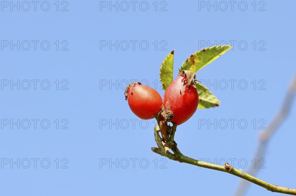 Ripe rosehip fruit of the dog rose (Rosa canina) on a branch, Wilnsdorf, North Rhine-Westphalia,