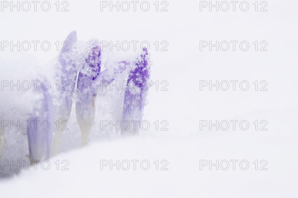 Crocuses with snow, February, Germany, Europe