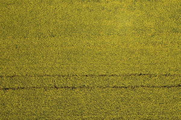 Drone image of a rape field in summer, from above, agricultural landscape, Innviertel, Upper