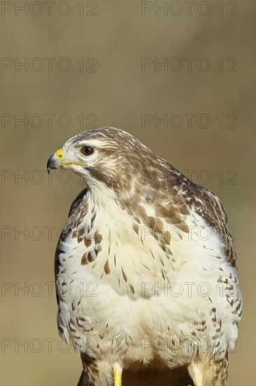 Buzzard (buteo buteo), light-coloured variant, light morph, side view, animal portrait, wildlife,