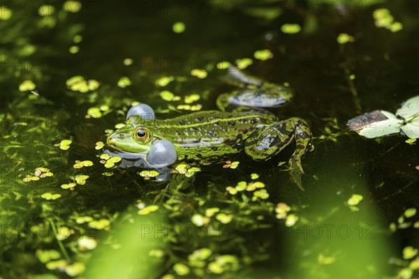 Edible frog (Pelophylax esculentus) in a little lake in the water, Bavaria, Germany, Europe