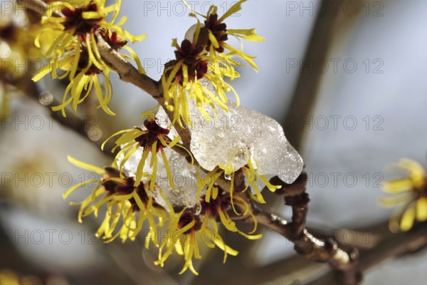 Flowering witch hazel (Hamamelis) with snow, winter, Germany, Europe