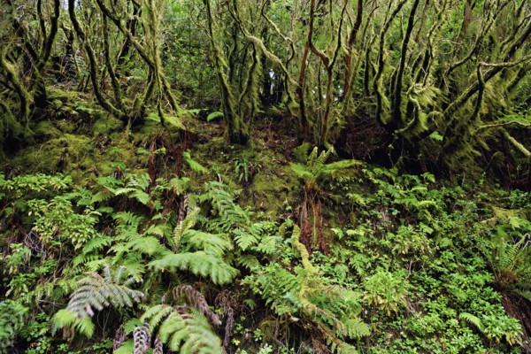 Laurel forest, cloud forest, Anaga Mountains, Tenerife, Canary Islands, Spain, Europe