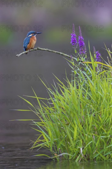 Common kingfisher (Alcedo atthis) Indicator for clean watercourses, juvenile bird, habitat, flying