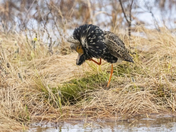 Ruff (Calidris pugnax) male in breeding plumage at lek, scratching its head with its foot,