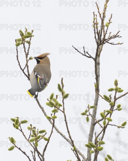 Bohemian waxwing (Bombycilla garrulus) feeding on Willow catkins, (Salix sp.), May, Finnish Lapland