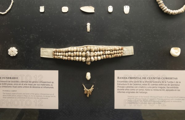 Spondylus Princeps shells funeral offering, Calakmul, Mayan archaeological museum, Fort San Jose,
