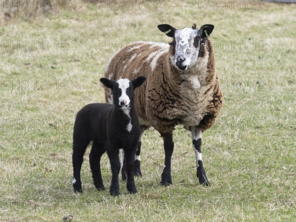 Sheep (Ovis aries), mother animal with lamb, with black and white woolly coat, standing on a