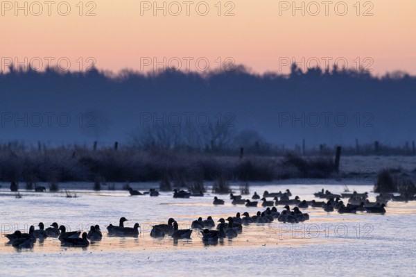 White-fronted Goose (Anser albifrons), at roost, in front of sunrise, dusk, morning, Dingdener