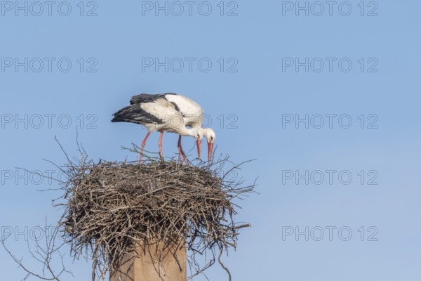 Pair of white stork (ciconia ciconia) building their nest in spring. Bas Rhin, Alsace, France,