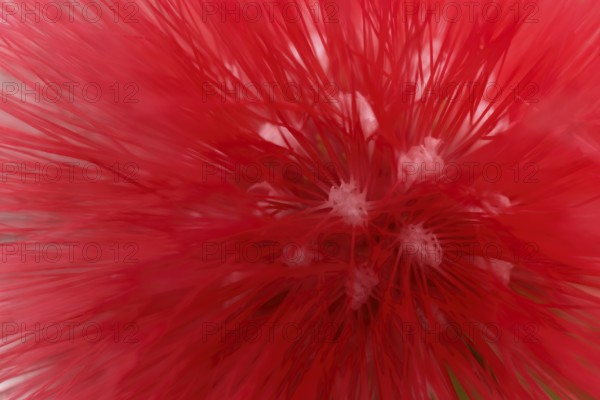 Macro photograph of a flower of the red powder puff (Calliandra tweedii)