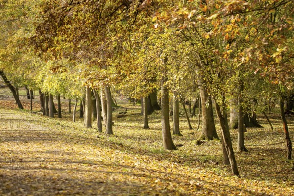 Autumn forest with beautiful leaf colouring