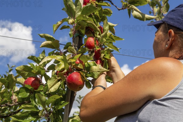 Apple harvest in Meckenheim/Pfalz. Harvest workers from Bleichhof in Meckenheim harvesting Weirouge