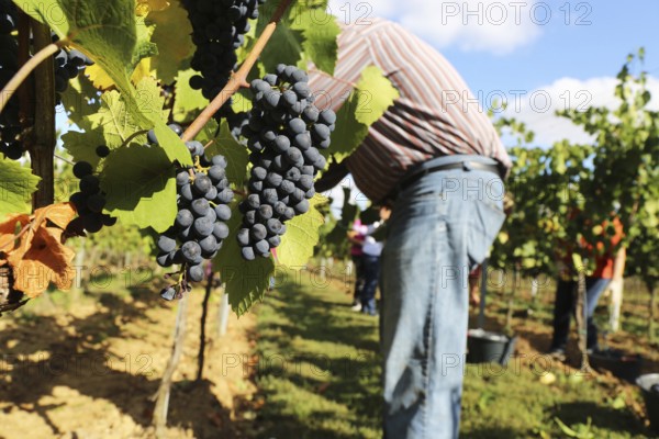 Grape grape harvest: Hand-picking Pinot Noir grapes in a vineyard in the Palatinate